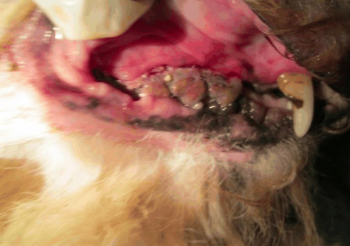 dog teeth.png